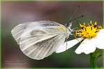 Pieris rapae 菜粉蝶