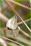 Pieris rapae 菜粉蝶
