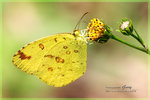 Eurema blanda 壁黃粉蝶