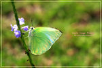 Catopsilia pyranthe 梨花遷粉蝶