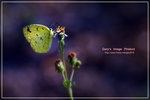 Eurema blanda 壁黃粉蝶