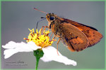Poanthus trachala 斷紋黃室弄蝶