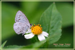 Acytolepis puspa 鈕灰蝶