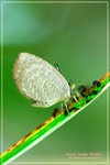 Miletus chinensis 中華雲灰蝶