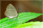 Miletus chinensis 中華雲灰蝶