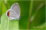 Everes lacturnus 長尾藍灰蝶