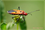 CRW_1467