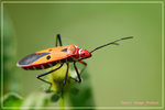CRW_1468