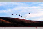 大山包是黑頸鶴保護區,常見黑頸鶴縱影。