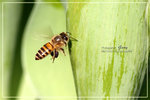 CRW_8005
