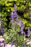 CRW_8038