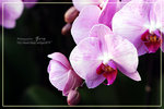 CRW_8089