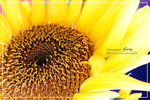 CRW_8140