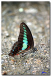 Graphium sarpedon 青鳳蝶
