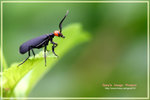 CRW_9731