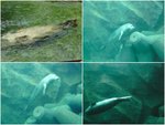 海獅，果條招牌玻璃管人山人海，惟有在另一邊看啦