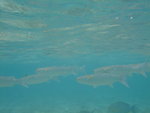 DSCF0080