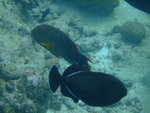 DSCF0303