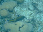 DSCF0310