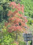 IMG_1916