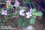 Barleria cristata Philippine Violet 假杜鵑，鴨仔花 (爵床科)