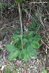 Ardisia primulaefolia 落地紫金牛
SunsetPeak17Dec06_10059h