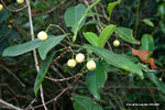 Acronychia pedunculata 山油柑/ 降真香（芸香科）
ChiMaWan22Oct06_30020h