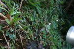 杏葉兔兒風，兔兒風 Ainsliaea fragrans  (菊科)
SunsetPeak17Dec06_10066h
