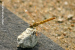 黃翅蜻（雌性）
NamSangWai09Sep95_20027s