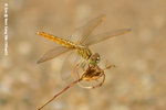 黃翅蜻（雌性）
NamSangWai09Sep95_20036s
