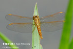 黃翅蜻（雌）
WetlandPark04May06_20094s
