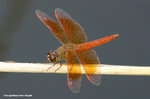 黃翅蜻（雄性）Asian Amberwing（male）
WetlandPark13Aug06_20021s