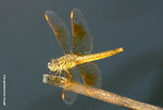 黃翅蜻（雌性）Asian Amberwing（female）
WetlandPark13Aug06_20023s