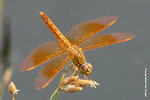 黃翅蜻（雄性）Asian Amberwing（Male）
WetlandPark13Aug06_20040s