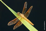 黃翅蜻（雌性）Asian Amberwing（female）
WetlandPark13Aug06_30005s