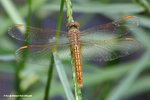 黃翅蜻（雌）
WetlandPark25Aug06_10027