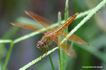 黃翅蜻（雄）
WetlandPark25Aug06_10033
