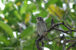 北灰鶲 Asian Brown Flycatcher
MaiPo25Sep06_10021s