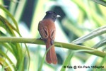 壽帶鳥Asian Paradise-Flycatcher
九龍公園16SEP04_10009c