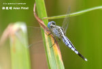 錐腹蜻（Asian Pintail）
WetlandPark04May06_20031s
