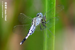 錐腹蜻（Asian Pintail）
WetlandPark04May06_20036s