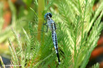 錐腹蜻（Asian Pintail）
WetlandPark13Aug06_10009s