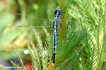 錐腹蜻（Asian Pintail）
WetlandPark13Aug06_10019s