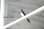 13Jun11_0124s