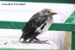 幼鳥
HK and Kln Park 9SEP04_30011