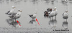 IMG_1226_08Mar2014
中型鷗：黑尾鷗。特徵：嘴長。
右邊是成鳥（特徵：上下嘴尖都紅色有黑圈），
左邊是第二次度冬（特徵：面及額乾淨）。