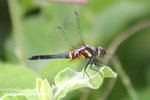 藍額疏脈蜻（雄）
NamSangWai09Sep95_20013s