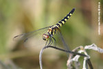 藍額疏脈蜻（雌）
NamSangWai22Sep05_0006s