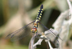 藍額疏脈蜻（雌）
NamSangWai22Sep05_0008s