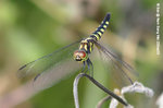 藍額疏脈蜻（雌）
NamSangWai22Sep05_0012s